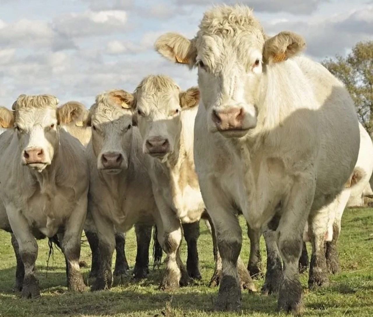 Exposição de animais, Norte Show, Sinop, evento agropecuário, gado, agricultura, pecuária, agronegócio, região norte, Mato Grosso.