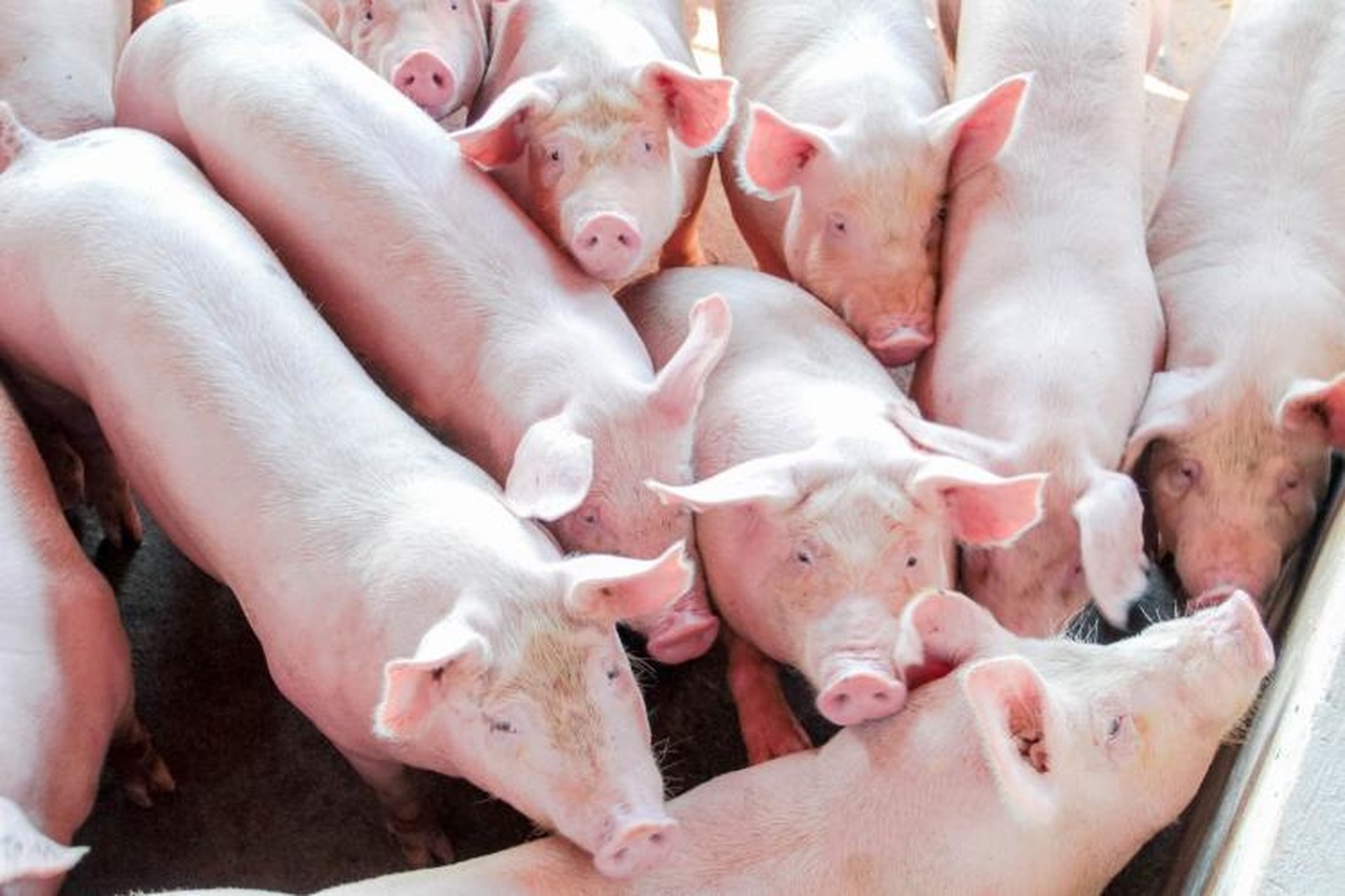 Suinocultura terá crescimento em 2023 com aumento da demanda, diz pesquisa