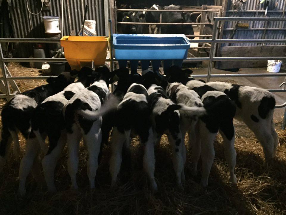 the benefits of feeding transition milk to calves 1