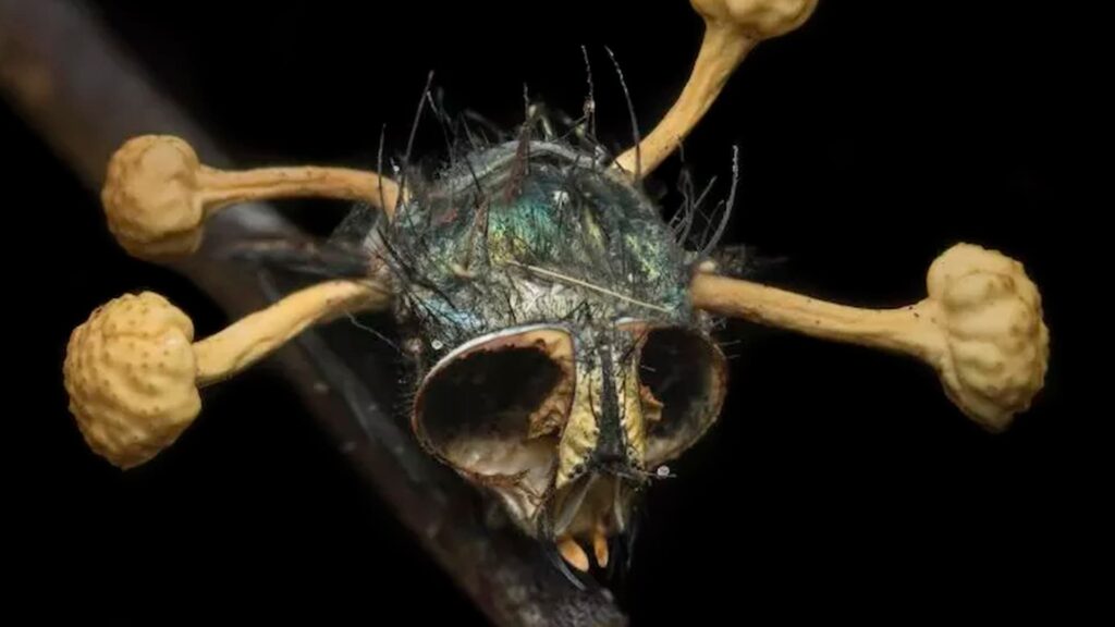 the last of us conheca o fungo que transforma hospedeiros em zumbis