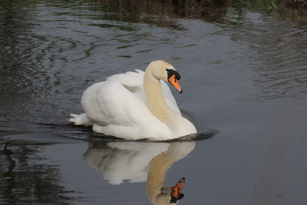 tipperary farmer fined e1000 for killing 2 swans 1