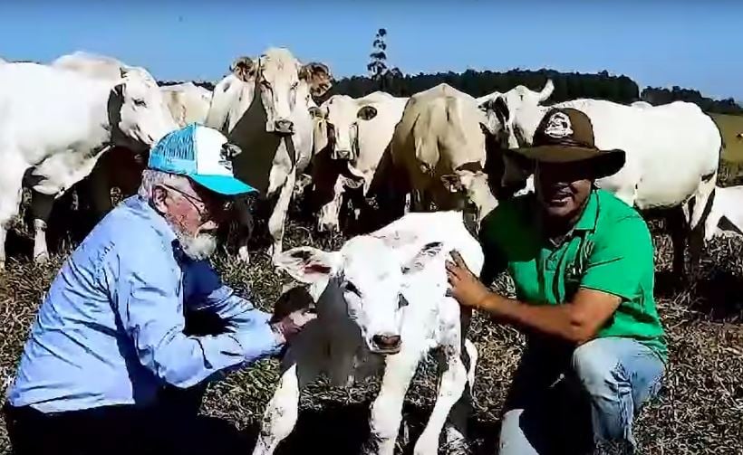 ultrassom e teste alimentar aceleram ganho de peso de touros e matrizes