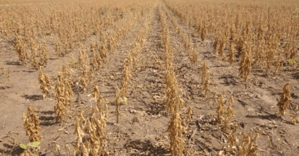 uniao reconhece situacao de emergencia em 7 municipios gauchos por estiagem portal dbo 3