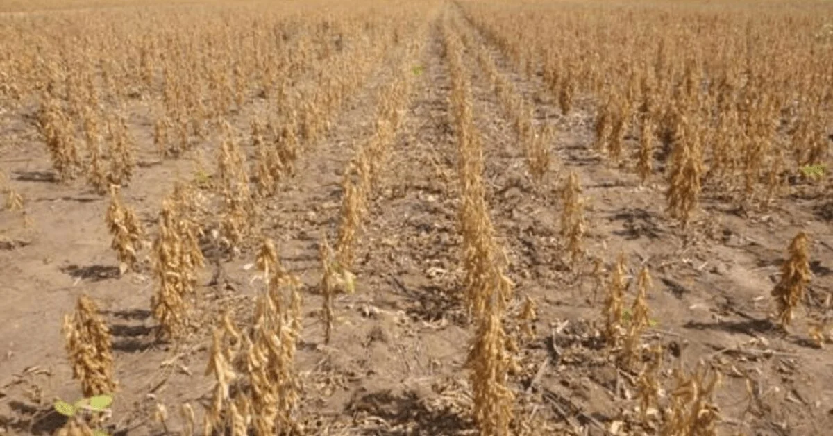 uniao reconhece situacao de emergencia em 7 municipios gauchos por estiagem portal dbo 3