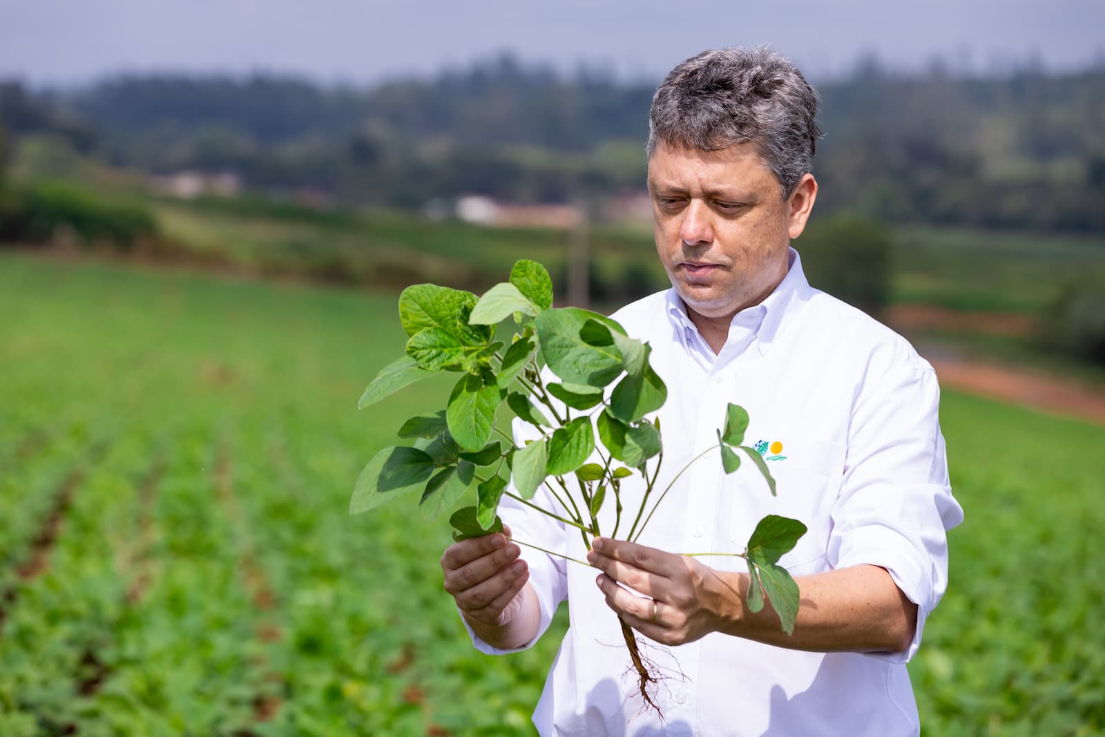 uso de biofertilizante ganha destaque