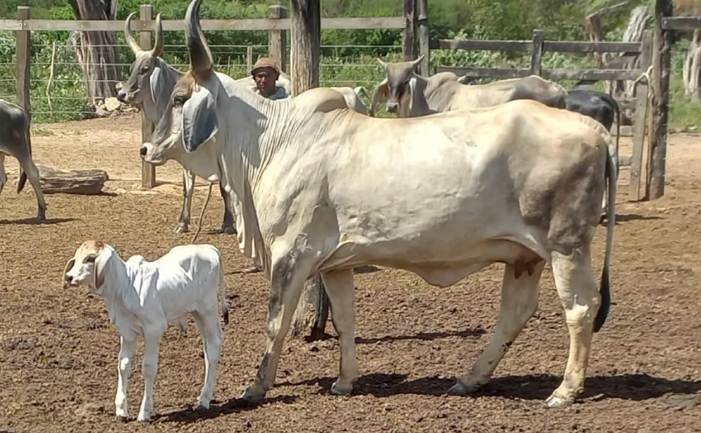 Vaca Guzerá de núcleo baiano nasce com chifres bem diferentes