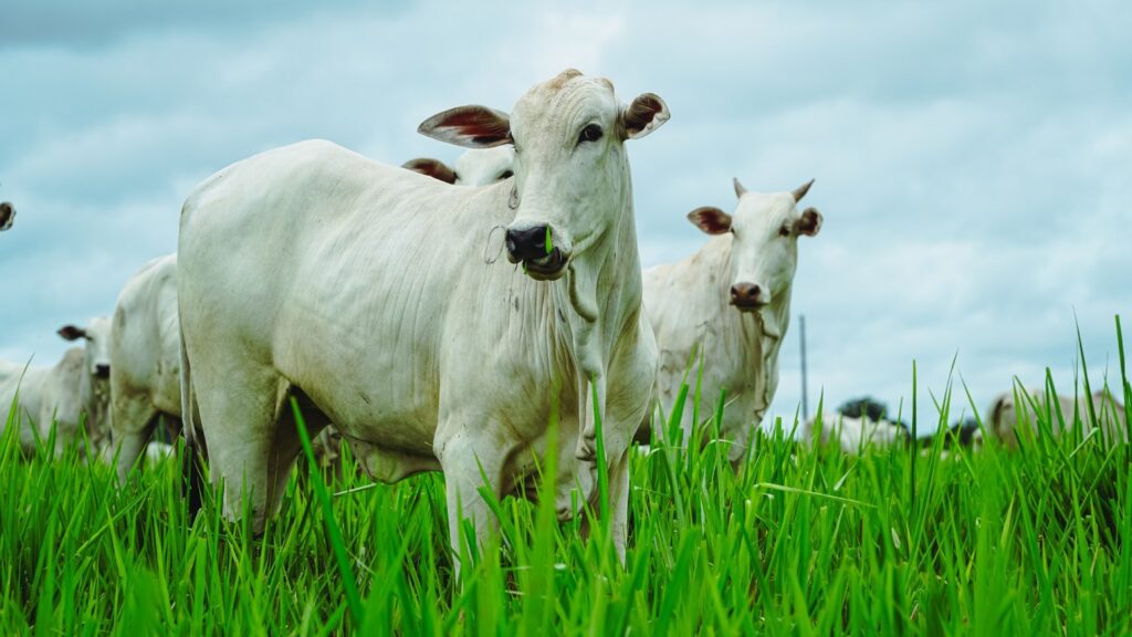 A pecuária brasileira e os processos socioambientais