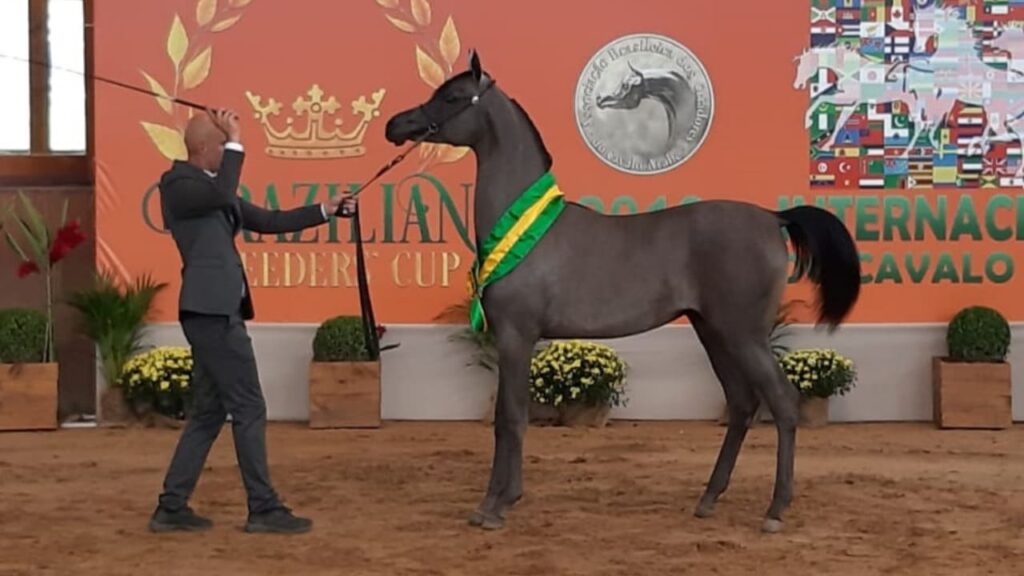 Veja 4ª etapa Copa Brasil do Cavalo Árabe