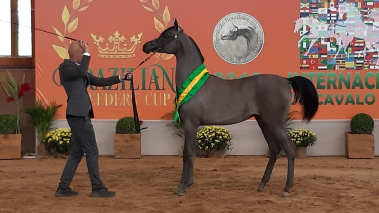 Veja 4ª etapa Copa Brasil do Cavalo Árabe