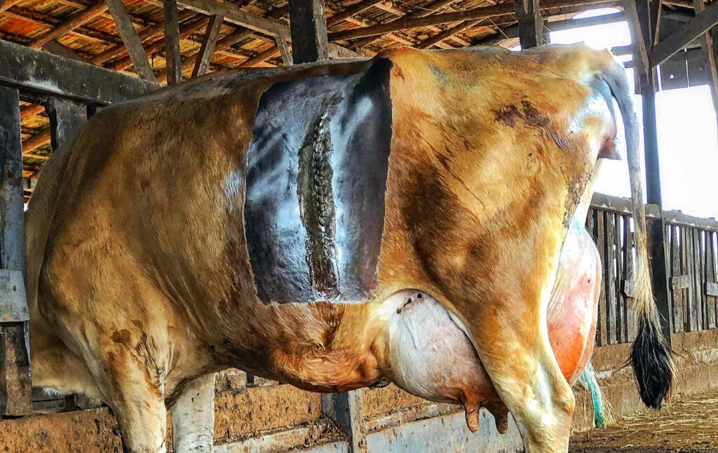 Veterinário faz cesária e bezerro monstruoso é retirado