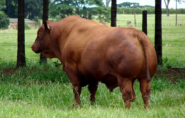 viu essa especialista explica as causas de um touro ser expulso do lote de femeas