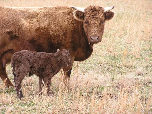 Você viu? Conheça a menor raça bovina do mundo 