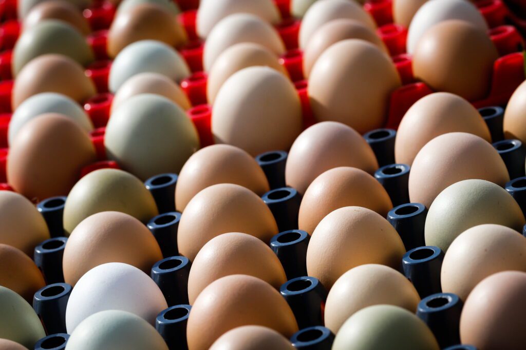 volume exportado dos ovos cai pela metade em 01 ano 3