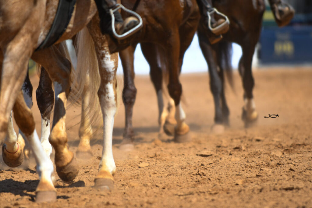 1o workshop mangalarga reune apaixonados pela raca em amparo sp 1
