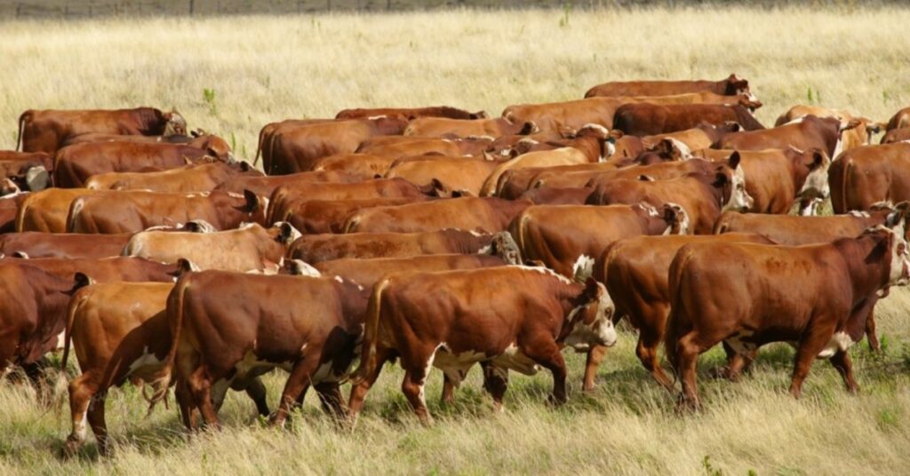 272 municipios estao em situacao de emergencia por estiagem portal dbo