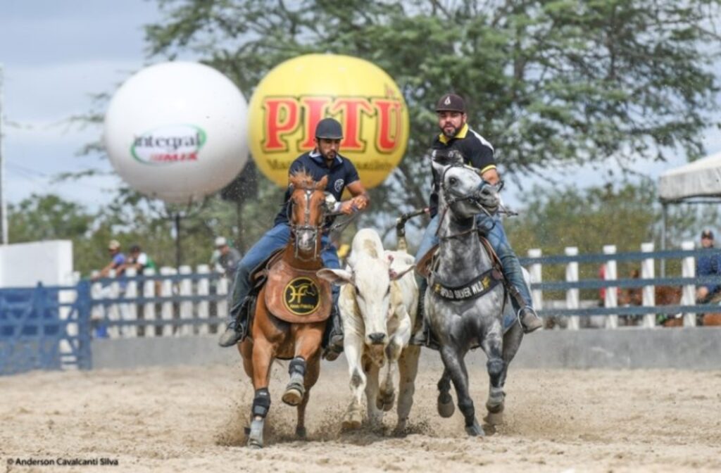 Nordeste concentra 20% do plantel nacional de cavalos