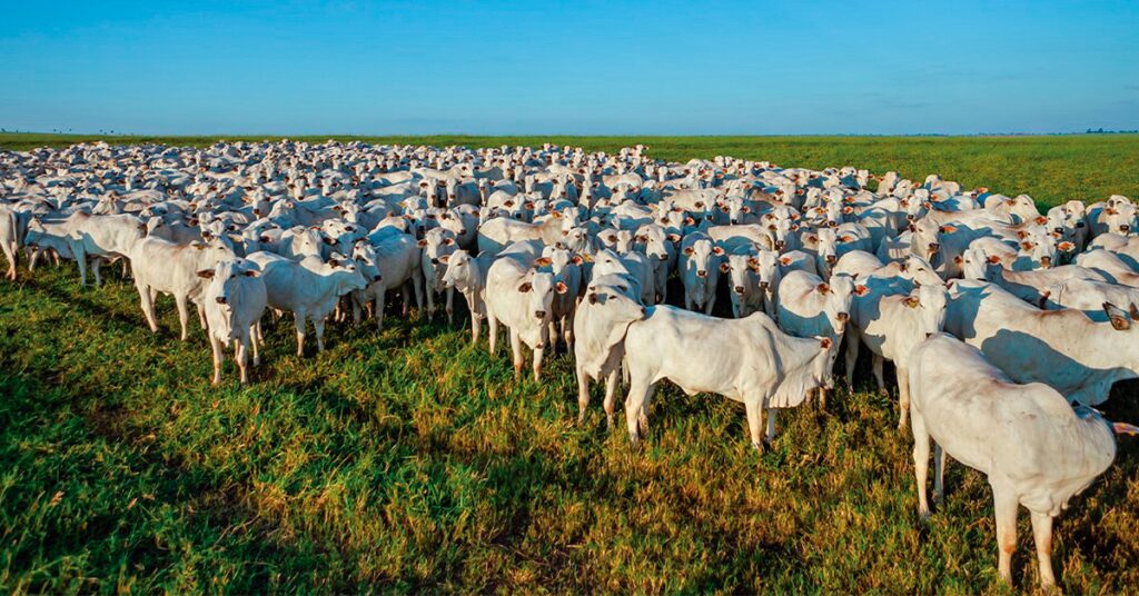 preço da arroba confira como se comportou 2 preço da arroba