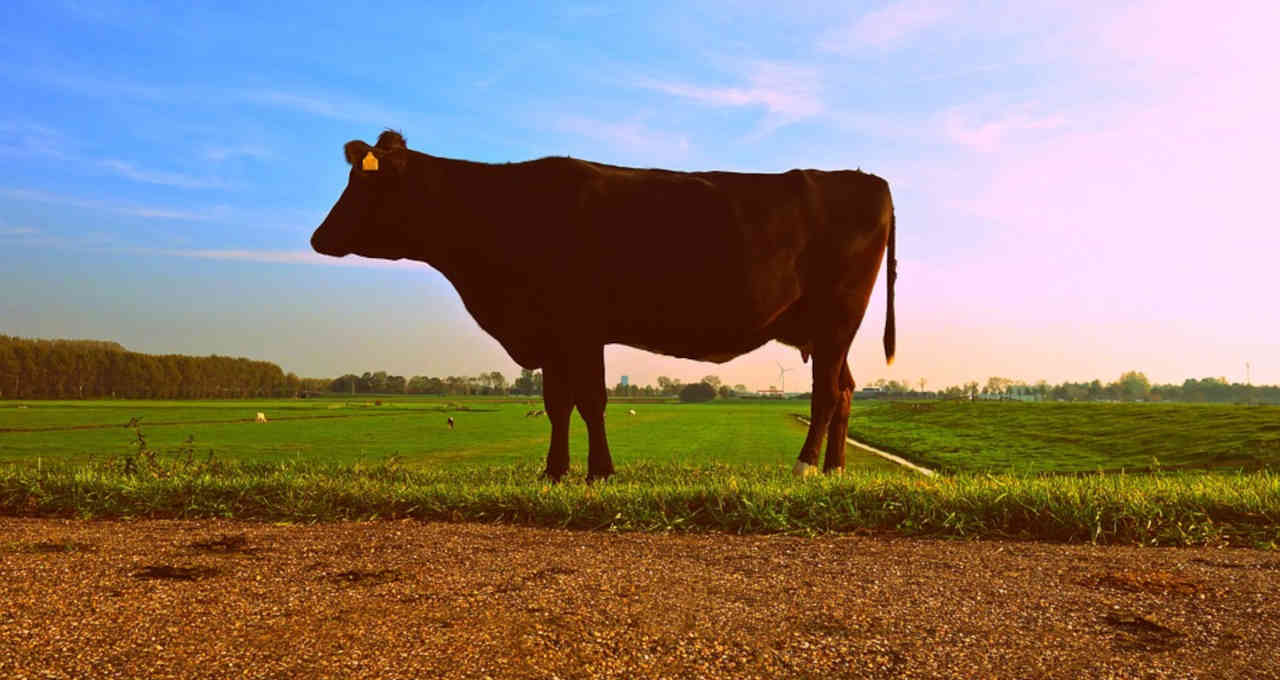 agencia de defesa agropecuaria no para confirma caso de vaca louca no estado money times