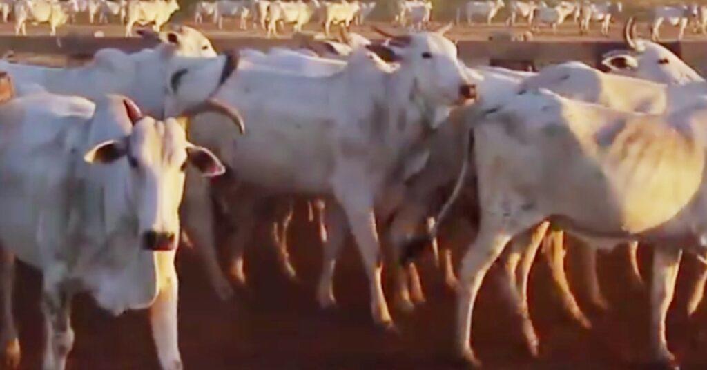 Ágio entre boi gordo e vaca gorda em Mato Grosso alcança patamares recordes • Portal DBO 2 agio entre boi gordo e vaca gorda em mato grosso alcanca patamares recordes portal dbo