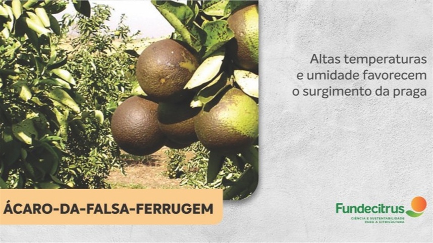 alta temperatura e elevada umidade favorecem o surgimento da praga 1 alta temperatura e elevada umidade favorecem o surgimento da praga