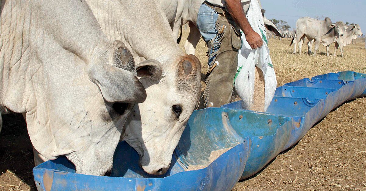 anuario dbo atingidos pelos estilhacos da guerra portal dbo