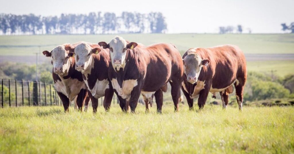 anuario dbo braford oferta e fatura recuam portal dbo