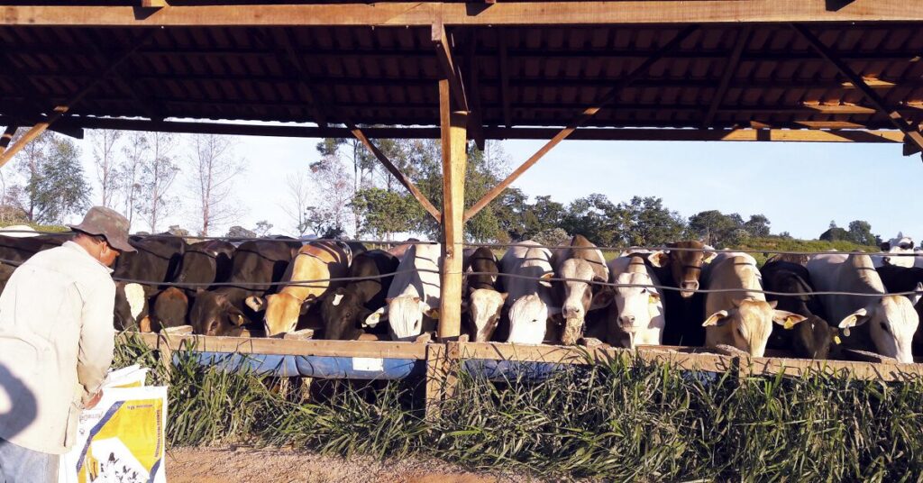 anuario dbo de olho na tip portal dbo