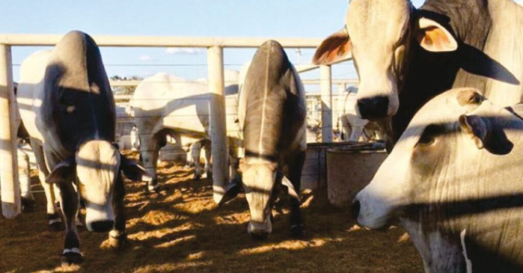 Anuário DBO | Leilões: em ano tumultuado, cautela. • Portal DBO 2 anuario dbo leiloes em ano tumultuado cautela portal dbo