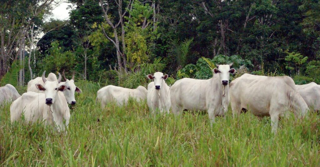 anuario dbo o que nos traz a cop 27 portal dbo