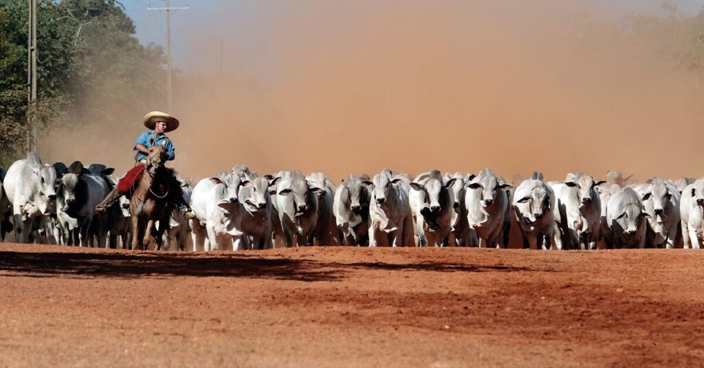 anuario dbo os 10 melhores na venda de touros em leilao portal dbo
