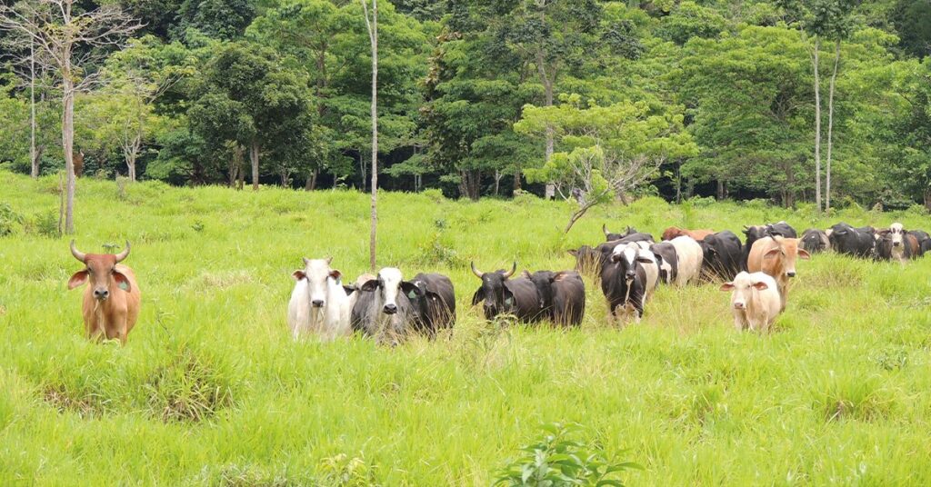 anuario dbo que pecuaria teremos em 2030 portal dbo