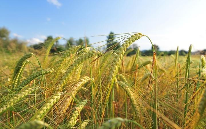 argentina registra em 2022 moagem recorde de cevada e de exportacao de malte