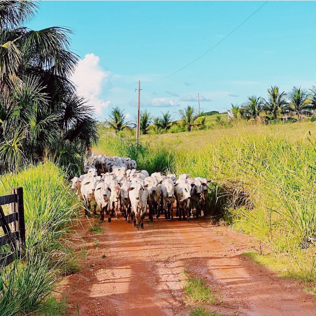 Arrendar ou comprar uma propriedade rural