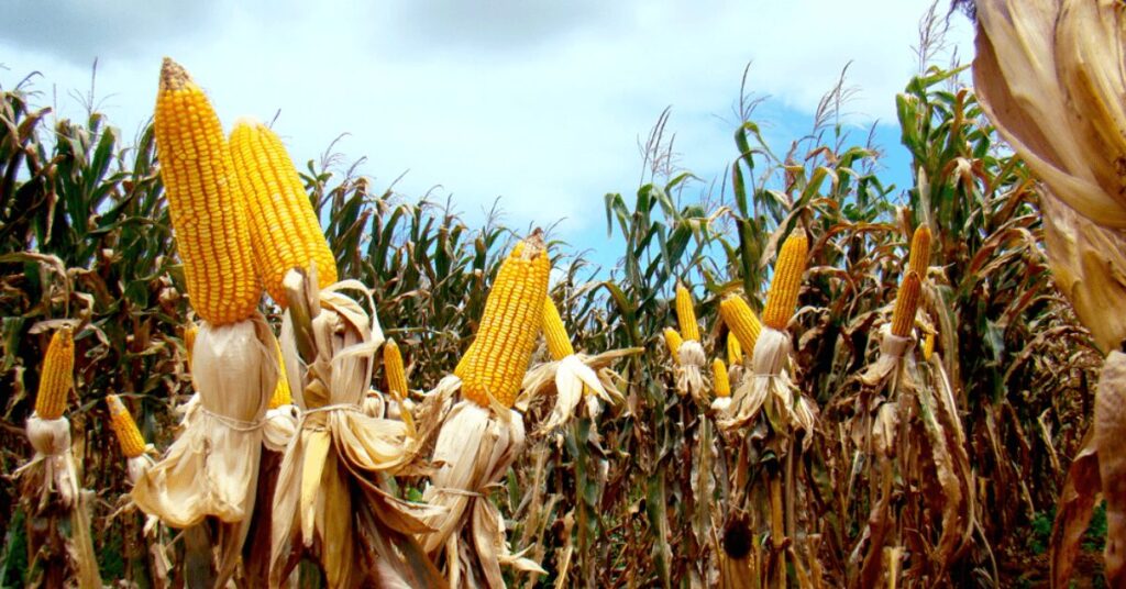 atrasos no campo preocupam agentes portal dbo