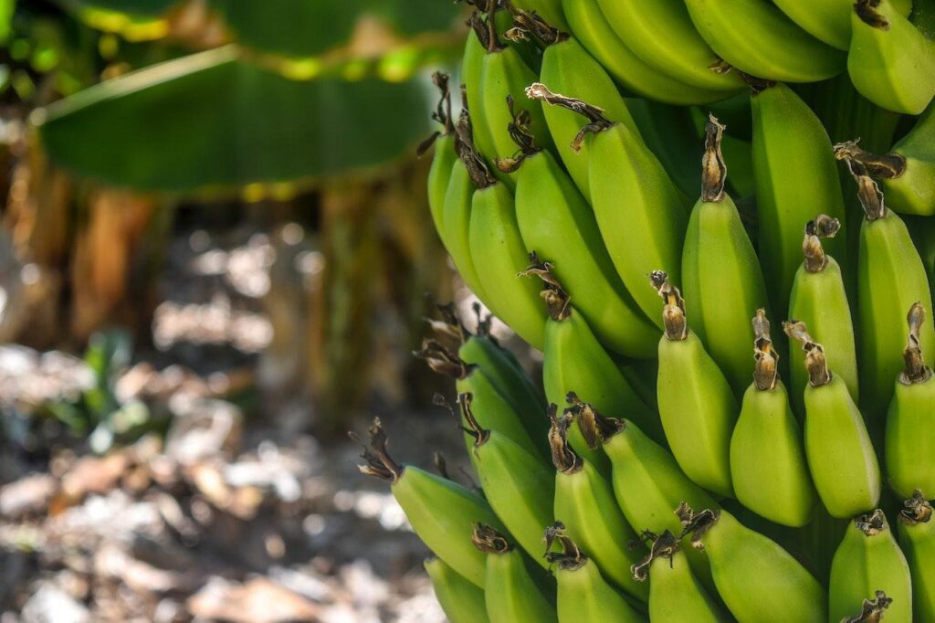 Banana: quantos tipos existem e quais são os principais 2 banana quantos tipos existem e quais sao os principais 1