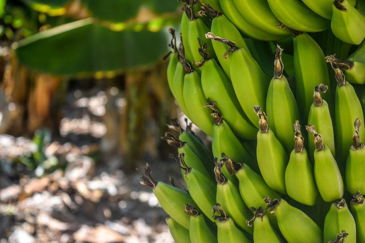 banana quantos tipos existem e quais sao os principais 1
