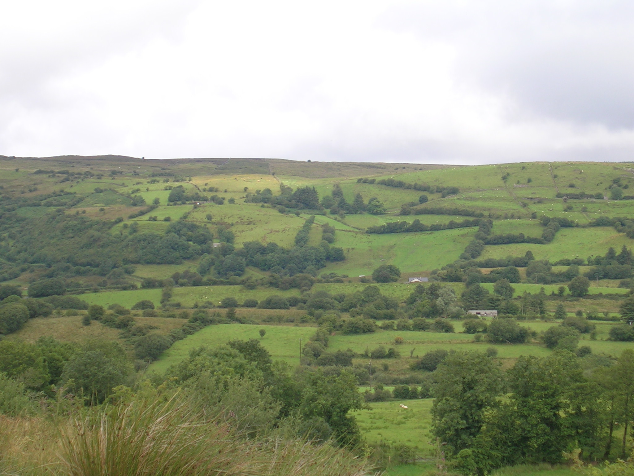 biodiversity officers to be appointed to 11 local authorities 1