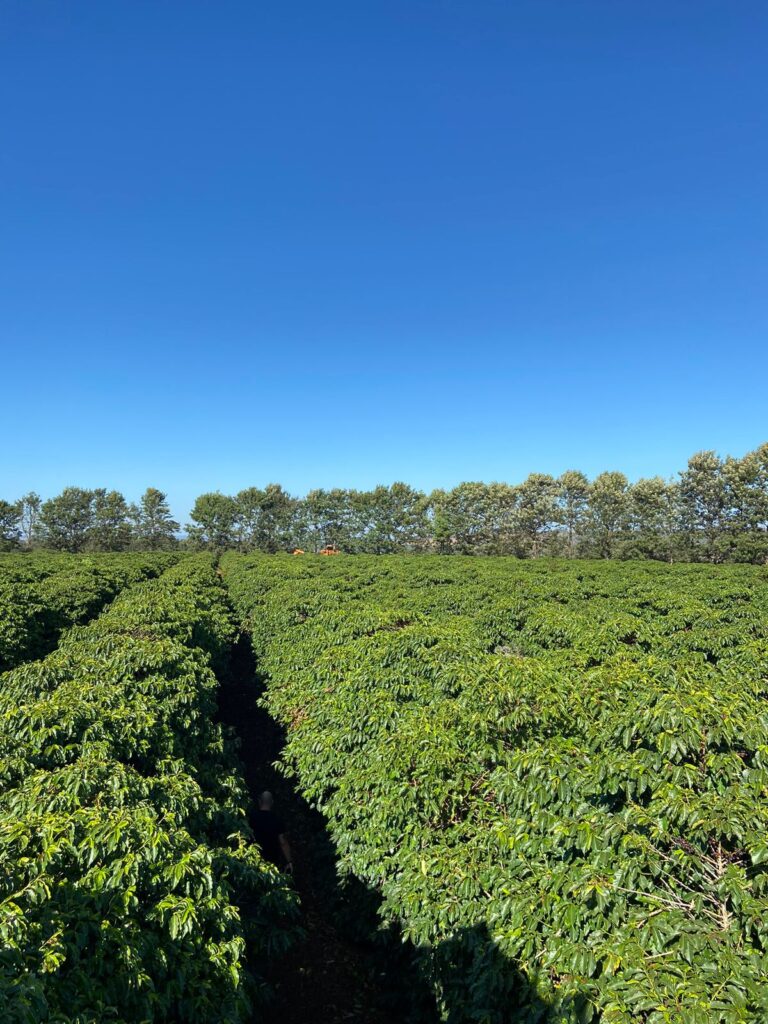 cafe nao consegue avancar em nova york e encerra com estabilidade