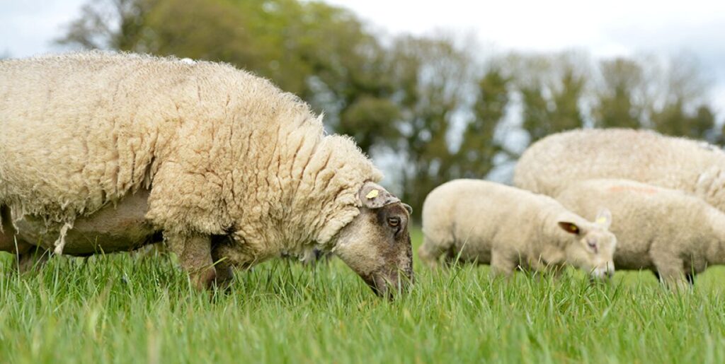 Call for DNA testing of dogs to investigate sheep attacks