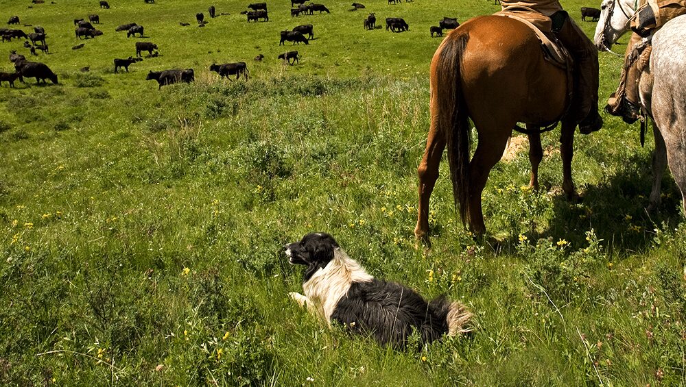 cao de pastoreio melhore o manejo da sua boiada 1