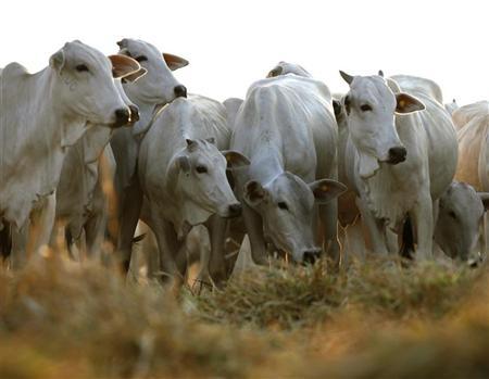 caso de doenca da vaca louca e descoberto na holanda 1