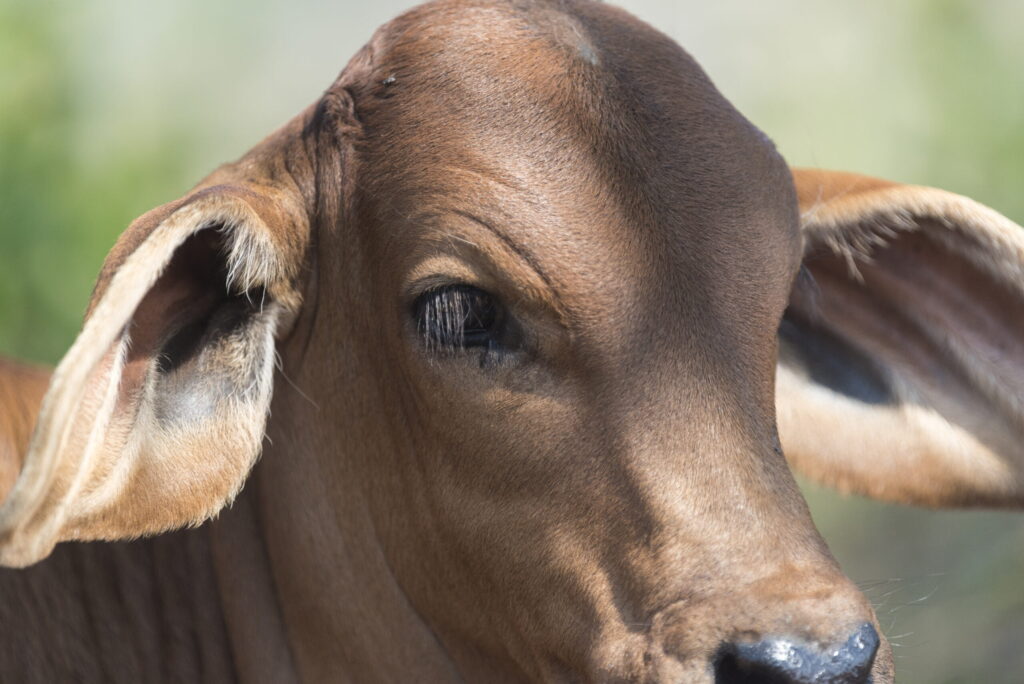 caso de mal da vaca louca e confirmado no brasil e exportacoes pra china sao suspensas