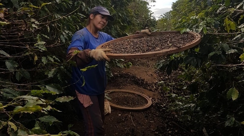 Chega a 30 mil o número de mulheres dirigindo fazendas de café no Brasil