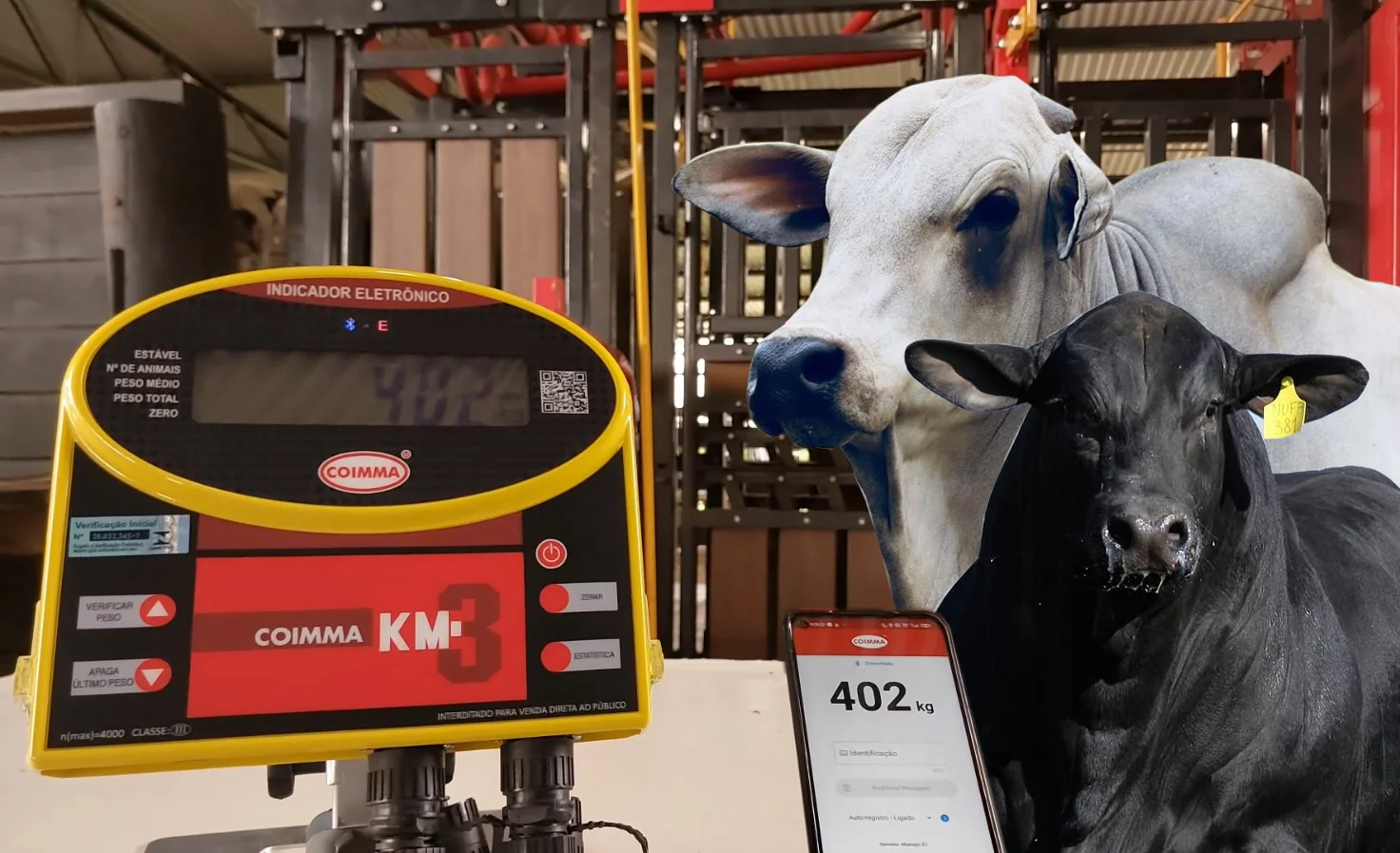COIMMA lança app que otimiza pesagem do gado no curral