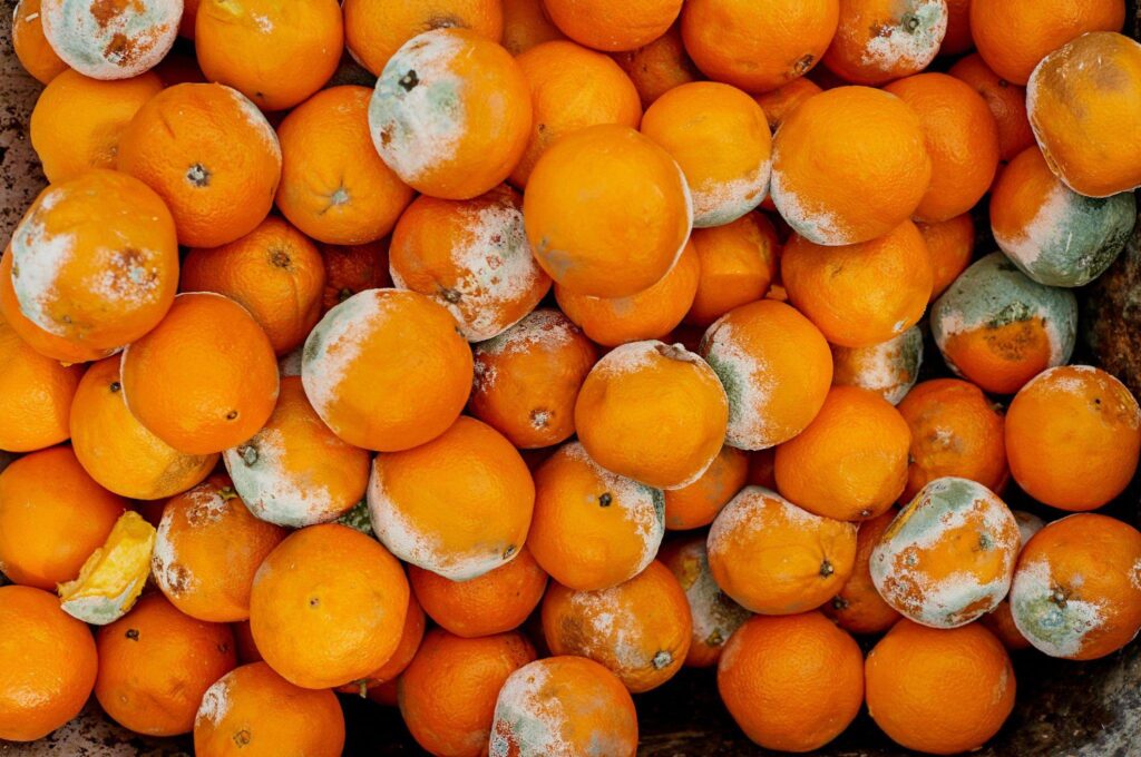 como reduzir a queda de frutos na citricultura 1