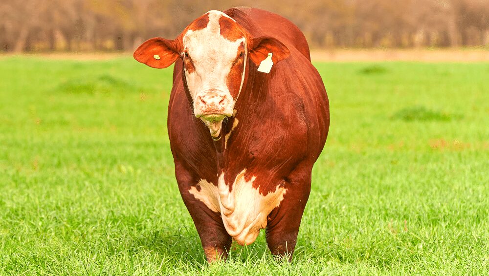 Conheça a raça Braford - carne boa e rusticidade. 1 Conheça a raça Braford – carne boa e rusticidade.