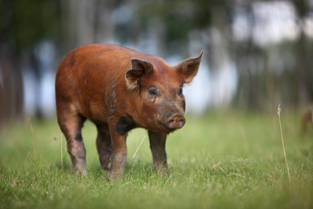 conheca a raca duroc o angus da suinocultura 1