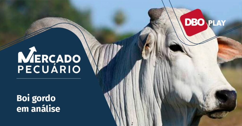 cotacao da arroba em sp se distancia dos demais estados brasileiros entenda portal dbo