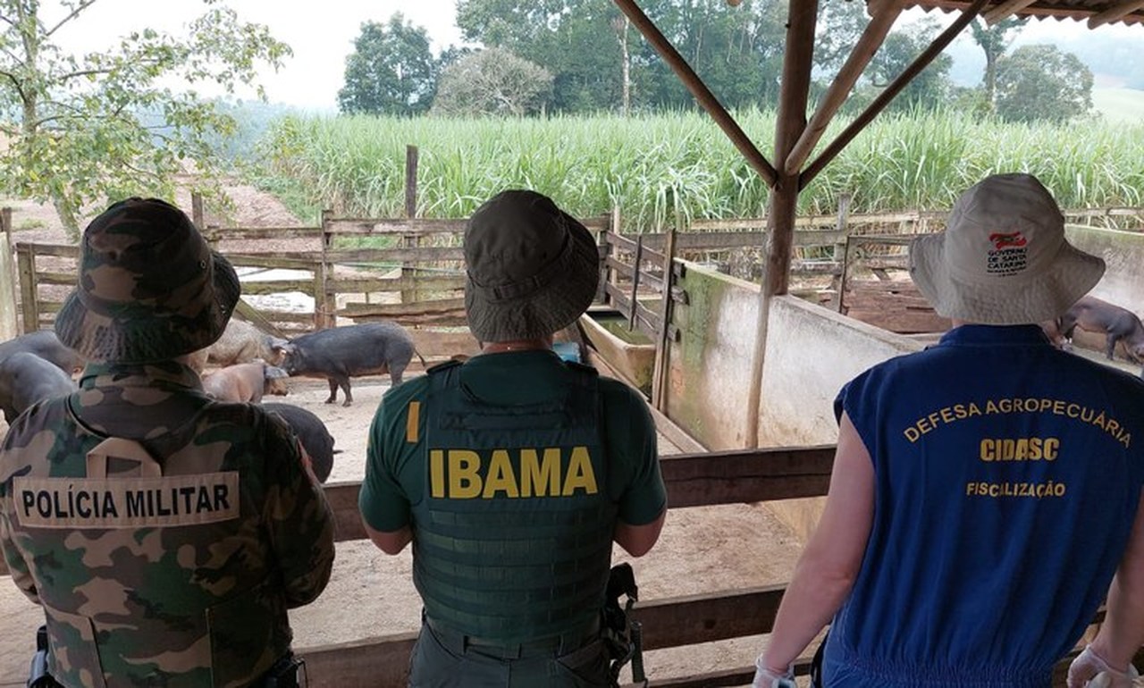 Criadouro clandestino de javalis é desativado pelo Ibama