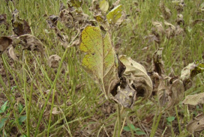 Custos com a ferrugem asiática ultrapassam os US$ 2 bilhões por safra no Brasil